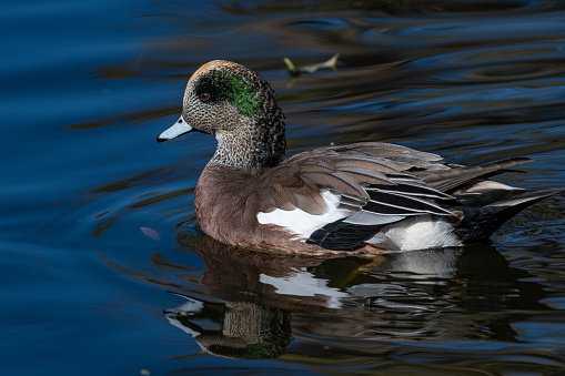 The Mallard is the most common of the so-called \