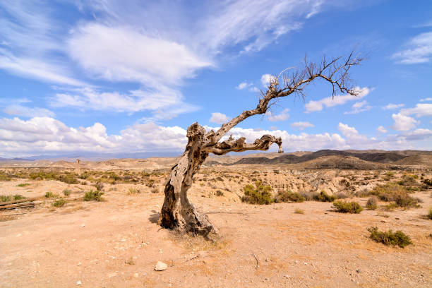 dry desert landscape - alb imagens e fotografias de stock