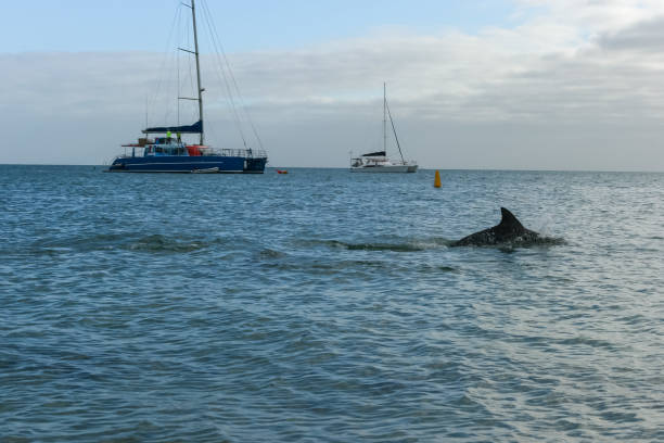 Sailing and Dolphin watching at Shark Bay, Monkey Mia, Western Australia stock photo