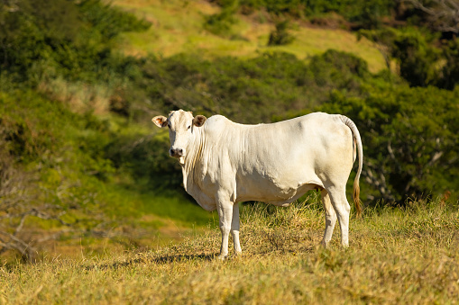 Nellore cow in the farm pasture for milk production, Itu, Sao Paulo, Brazil,