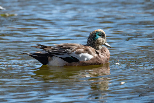 Green winged teal drake duck swimming Green winged teal duck drake swimming grey teal duck stock pictures, royalty-free photos & images