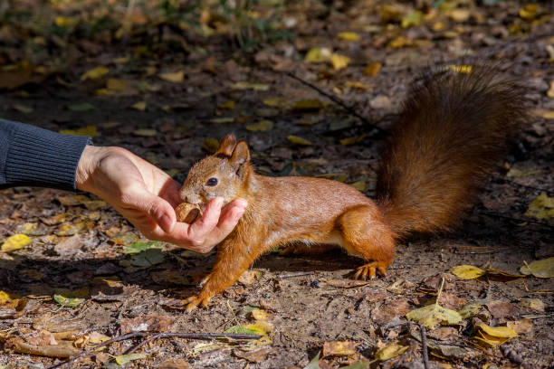 Photo of The squirrel takes a nut from the girl's hand