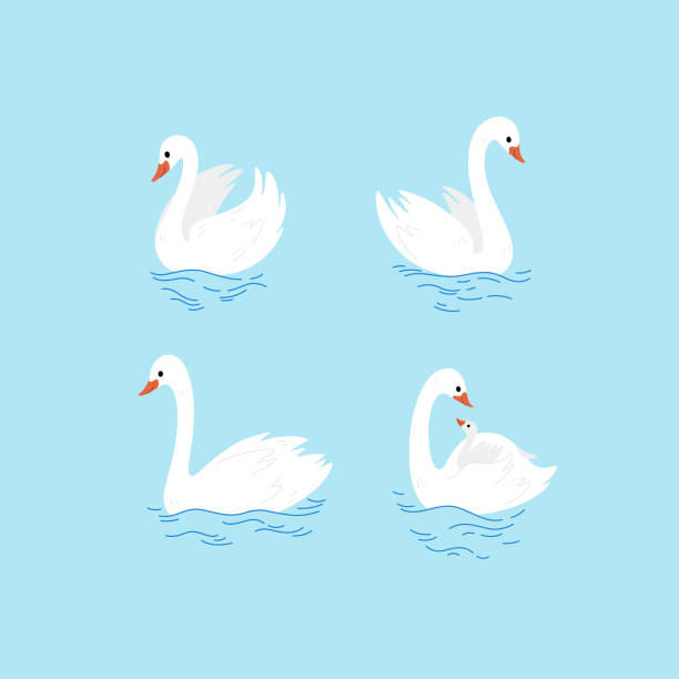 Animal Cartoon swan sketch line icon. Сute bird icons set. Childish print for nursery, kids apparel, poster, postcard, pattern. floating swan stock illustrations
