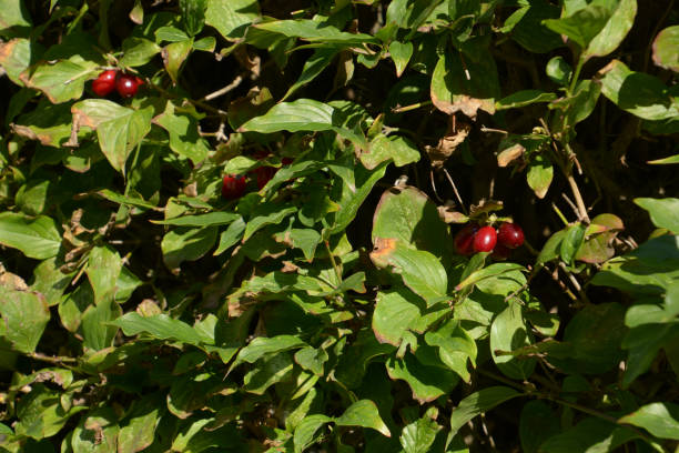istock cornus mas deciduous bush with bright red fruits in autumn 1283328734