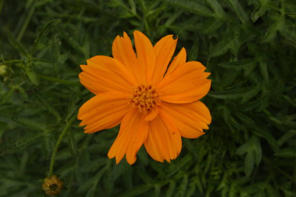 istock Beautiful flowers in the garden 1283329789