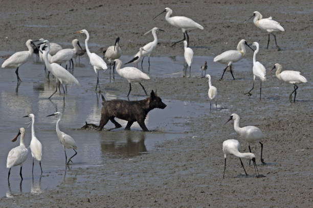 домашняя собака, гуляя по водотокам - waterbirds стоковые фото и изображения