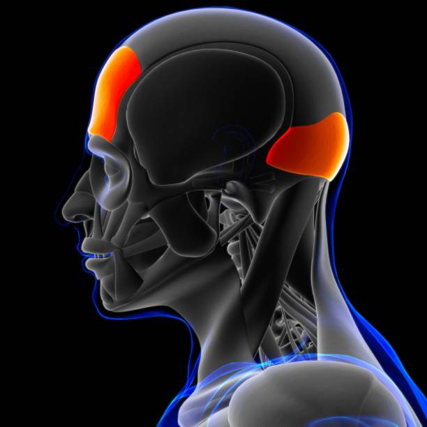 istock Frontalis Muscle Anatomy For Medical Concept 3D 1283329970
