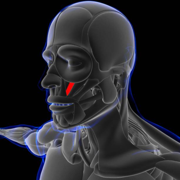 Levator Anguli Oris Muscle Anatomy For Medical Concept 3D Illustration