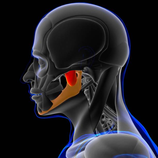 istock Masseter Deep Muscle Anatomy For Medical Concept 3D 1283330053