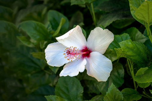 White hibiscus flower with red center and green leaf background