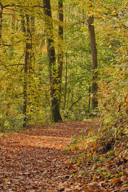 istock Forest path covered with colorful fallen leaves in autumn landscape 1283330975