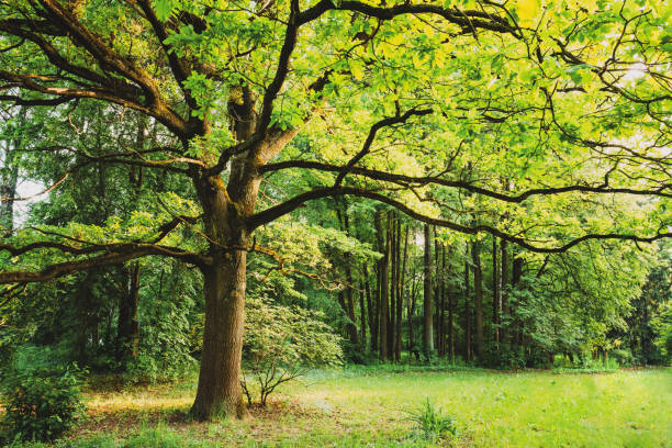 istock Green Oak Tree in Summer Park Forest. Spring Nature Landscape 1283331088