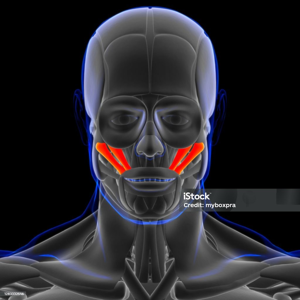 Zygomaticus Major And Minor Muscles zygomaticus-major-and-minor-muscles
