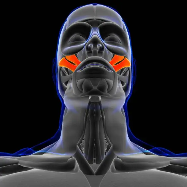 Photo of Zygomaticus Major and minor Muscle Anatomy For Medical Concept 3D