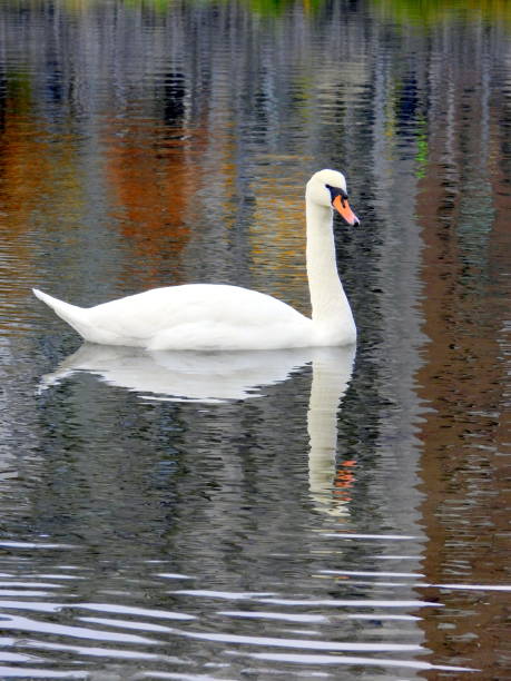 White royal swan on red and yellow reflections