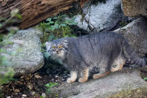 A picture of a pallas cat.