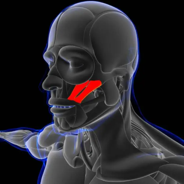 Photo of Zygomaticus Major and minor Muscle Anatomy For Medical Concept 3D