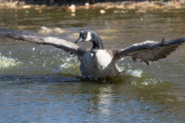 Cackling geese with wings spread taking flight