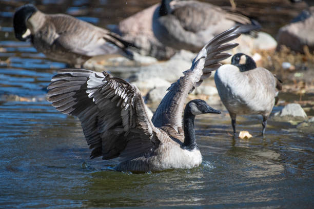 Cackling goose with wings spread