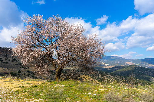 blooming almond tree. background of spring nature lanthe blossoming almond tree on the edge of the cliff. background of spring nature landscape.dscape.