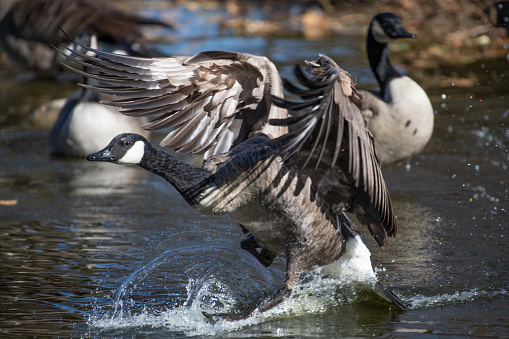 Cackling geese with wings spread taking flight