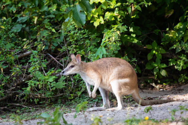 гибкая валлаби - agile wallaby стоковые фото и изображения