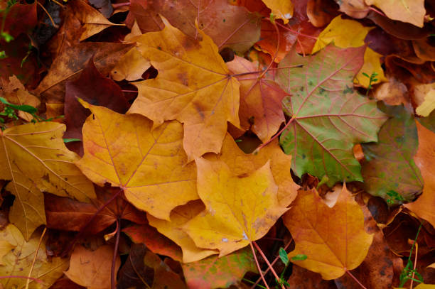 istock Autumn colour maple leaves as background Group autumn orange leaves. 1283335225