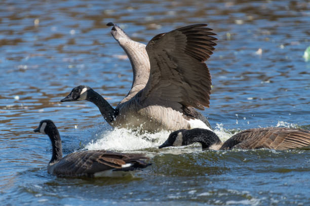istock Wings spread, Cackling geese swimming across water fast taking flight 1283335266