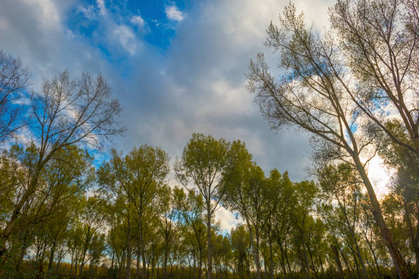 Trees in autumn colors in a field in a blue cloudy sunlight at fall, Almere, Flevoland, The Netherlands, October 31, 2020