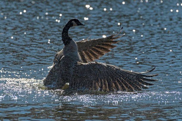 istock Cackling goose swimming across water wings spread 1283335774