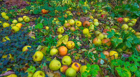 Ecological apples hanging on a tree in the autumn sunlight