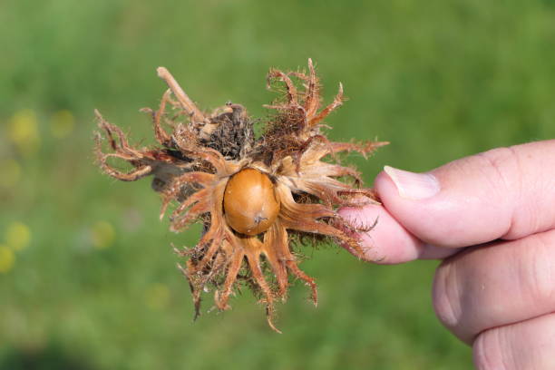 istock Hazelnut directly from the tree in your fingers 1283336923
