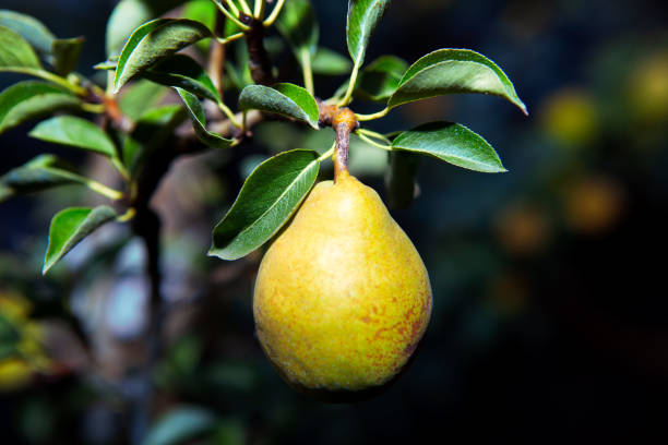 istock Yellow tasty pea 1283336926