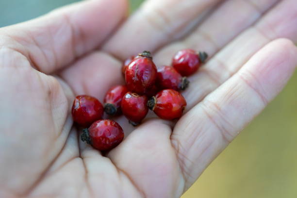 istock A handful of rosehips 1283338301