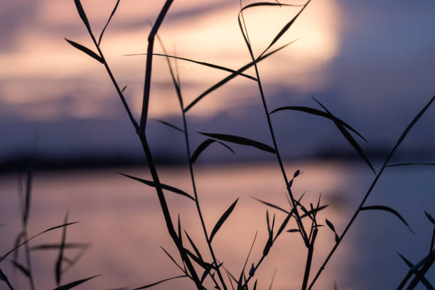 istock Grass branches in front of dramatic colorful blurry background 1283338739