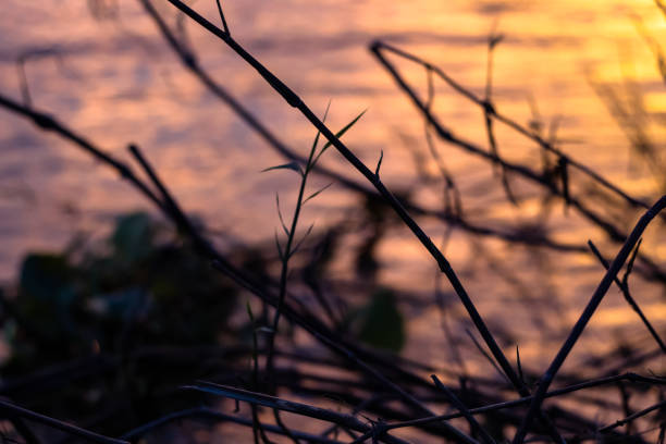 Dark moody grass branches in front of dramatic colorful blurry background