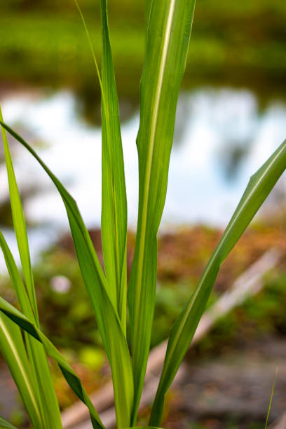 istock Long leaf green blade grass in front of a pond close up shot 1283338834