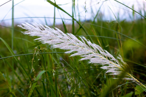 White beautiful natural catkin grass flower