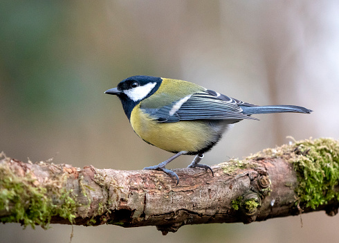 Great Tit (Parus major) standing on a woodland branch in Winter.
