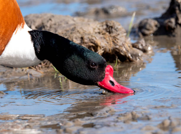 istock Common Shelduck (Tadorna tadorna) adult perched near water 1283339731