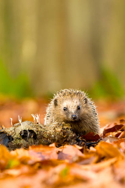 istock European Hedgehog (Erinaceus europaeus) perched between leaves near a tree in autumn 1283339781