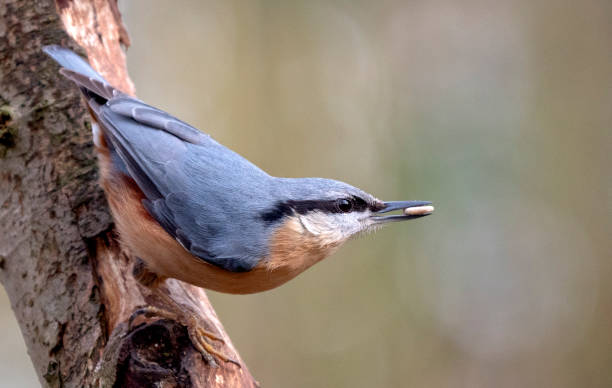 istock Eurasian Nuthatch (Sitta europaea) perched on a branch in the forest 1283339866