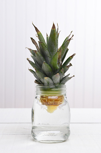 Rooting a pineapple top in a jar of water for transplanting.