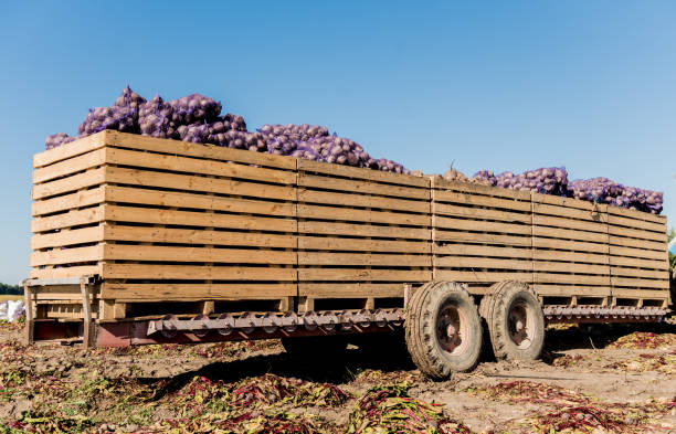 trattore sul campo raccolta delle radici di barbabietola - beet sugar tractor field foto e immagini stock