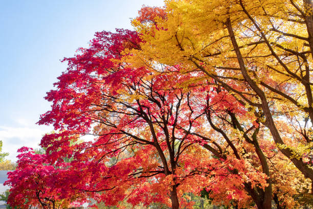 istock Beautiful autumn leaves in Sapporo, Hokkaido. 1283340077