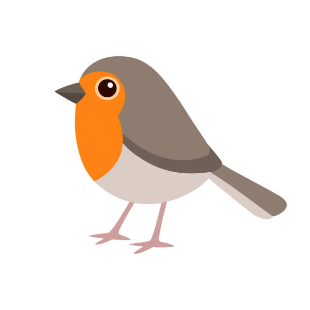 ilustraciones, imágenes clip art, dibujos animados e iconos de stock de lindo pájaro petirrojo de dibujos animados - robin