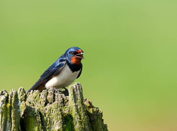 Barn Swallow perched on a pole Barn Swallow perched on a pole barn swallow stock pictures, royalty-free photos & images