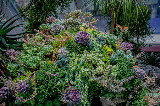 In botany, succulent plants, also known as succulents, are plants with parts that are thickened, fleshy, and engorged, usually to retain water in arid climates or soil conditions.