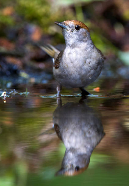 istock Blackcap female perched in the forest 1283341040