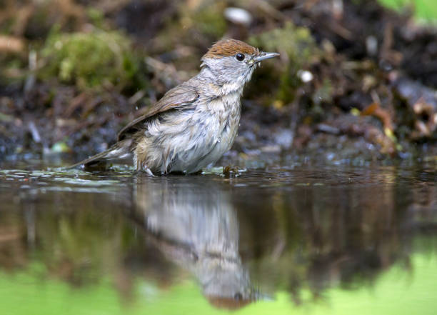 istock Blackcap female perched in the forest 1283341107